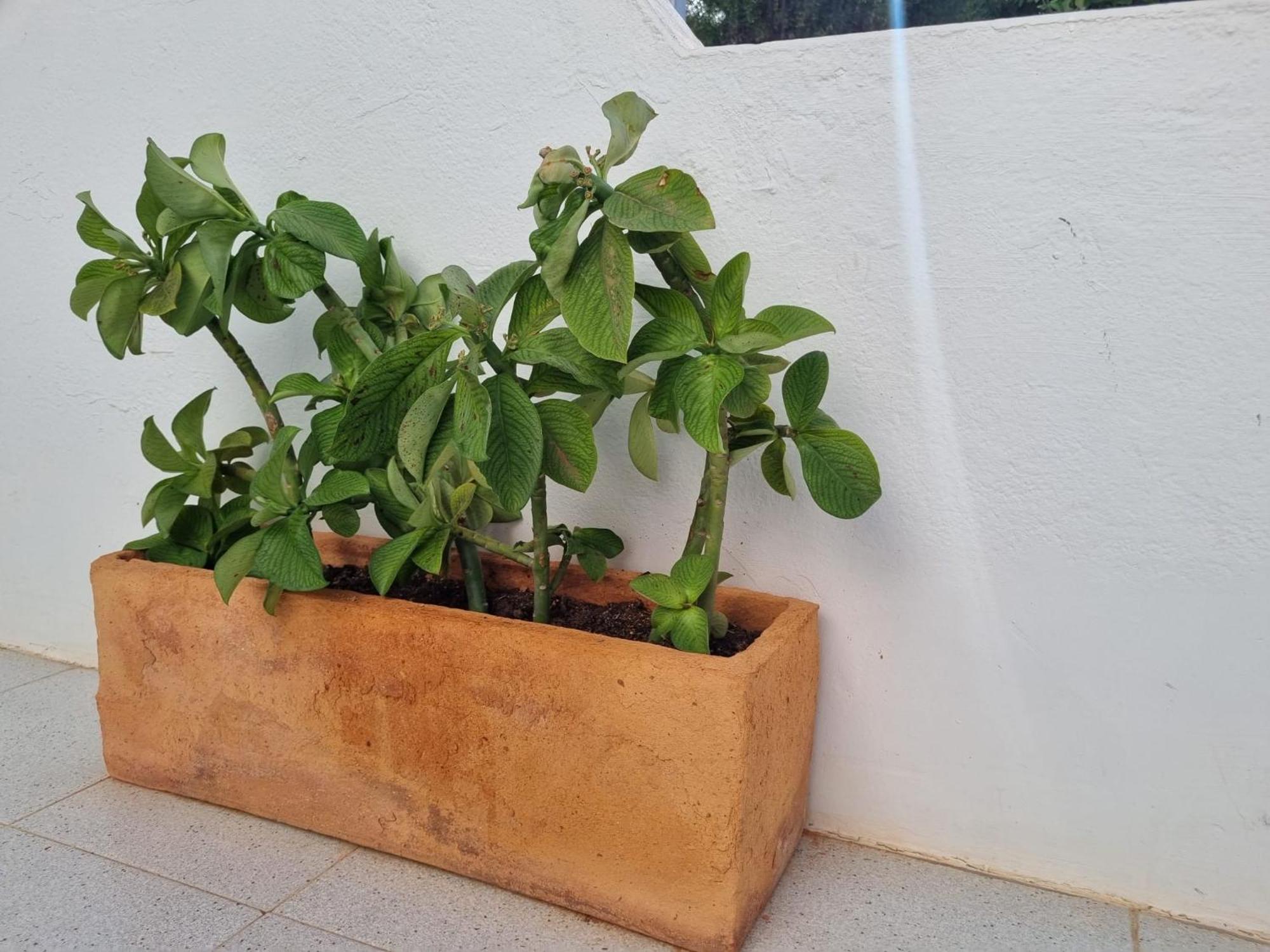 La Casa De Las Palomitas 코라레호 외부 사진